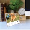 image Just Goldens 2025 Desk Calendar