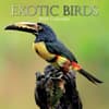 image Exotic Birds 2024 Wall Calendar Main Product Image width=&quot;1000&quot; height=&quot;1000&quot;