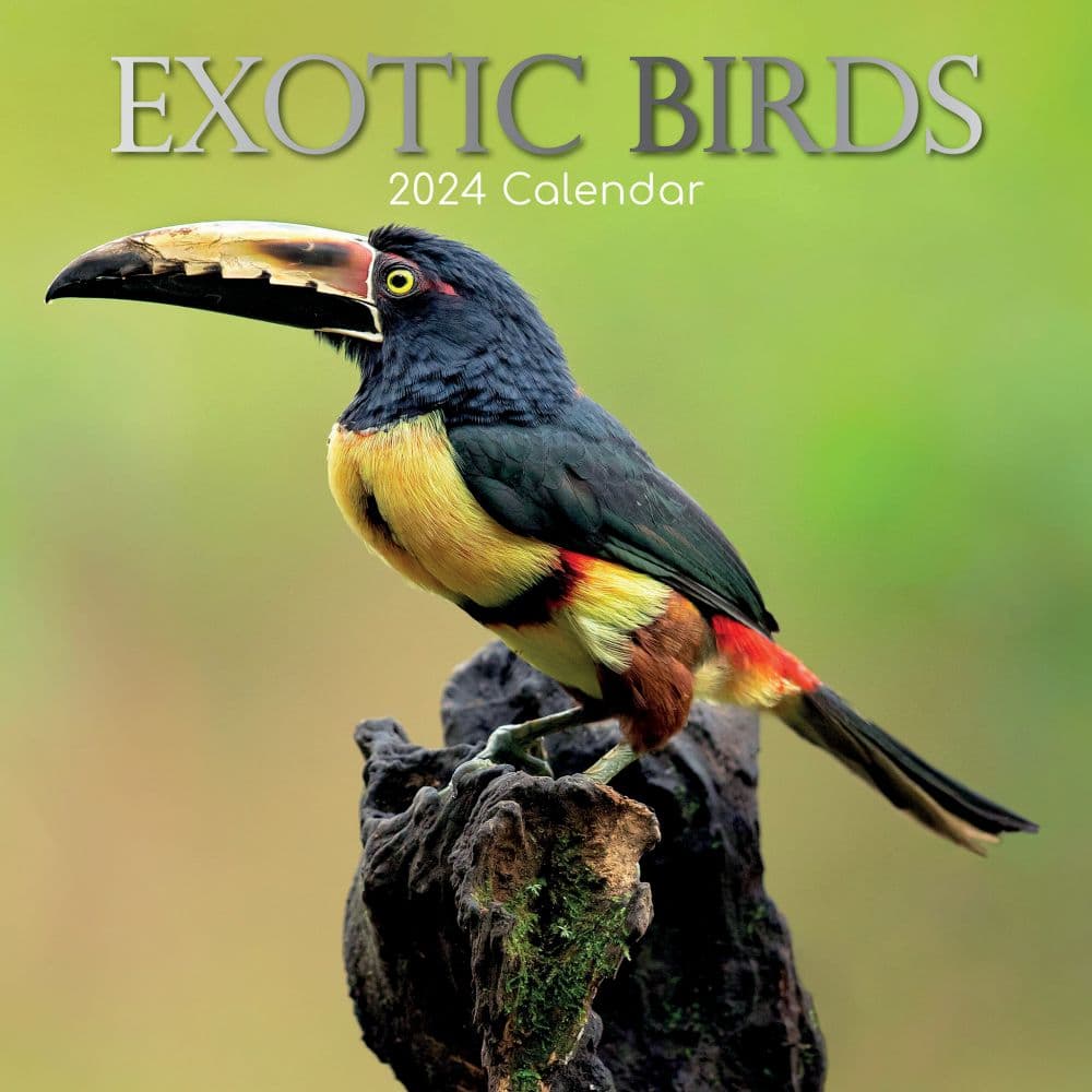 Exotic Birds 2024 Wall Calendar Main Product Image width=&quot;1000&quot; height=&quot;1000&quot;