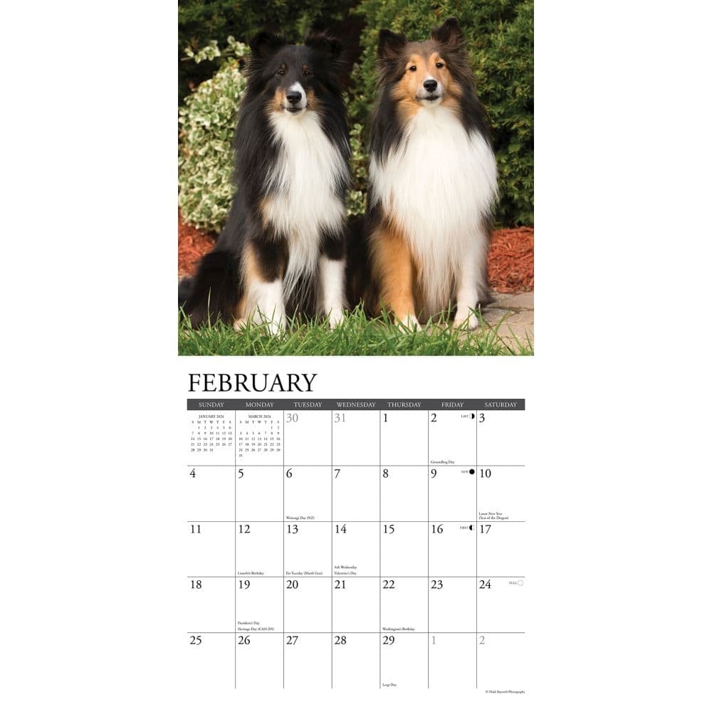 Just Shelties 2024 Wall Calendar