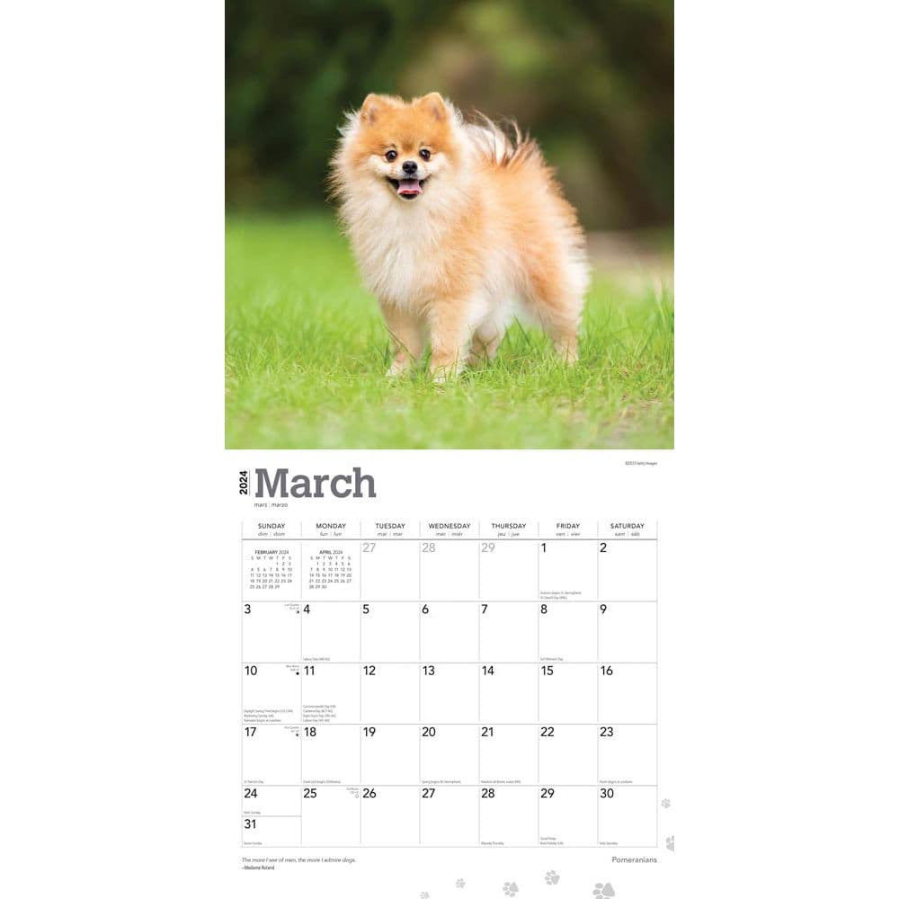 Pomeranians 2024 Wall Calendar