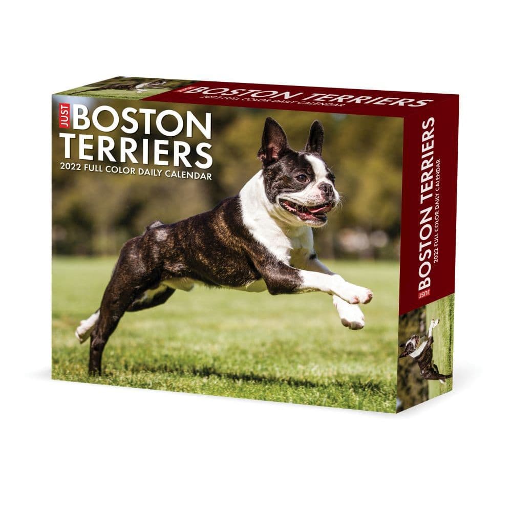 Just Boston Terriers 2022 Desk Calendar