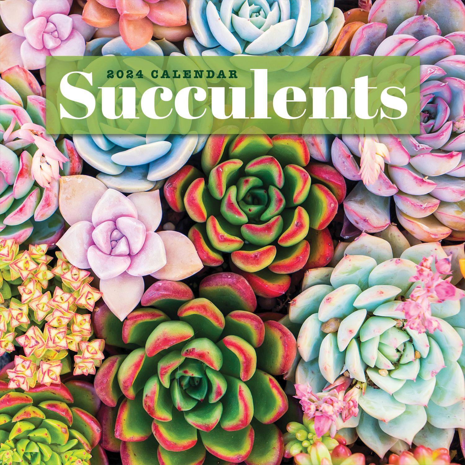 Succulents 2024 Wall Calendar