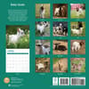 image Baby Goats 2025 Wall Calendar First Alternate Image width="1000" height="1000"