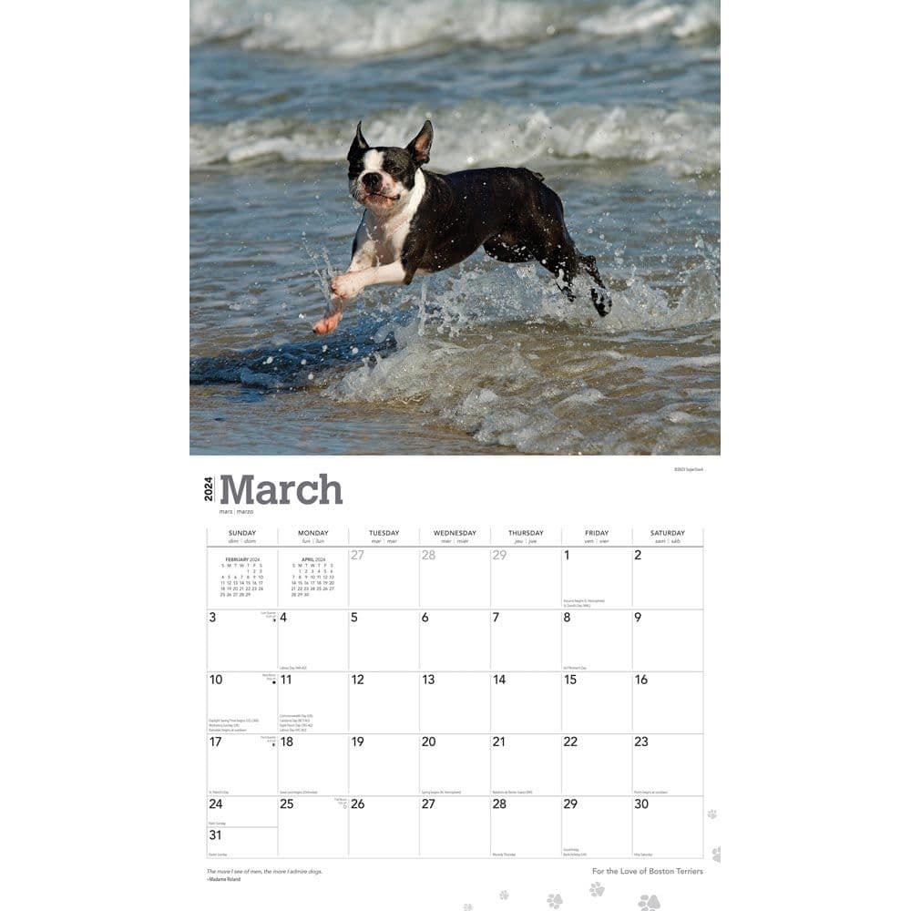 Boston Terriers Deluxe 2024 Wall Calendar