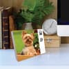 image Just Yorkies 2025 Desk Calendar Third Alternate Image