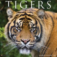image Tigers 2026 Wall Calendar  Main Image