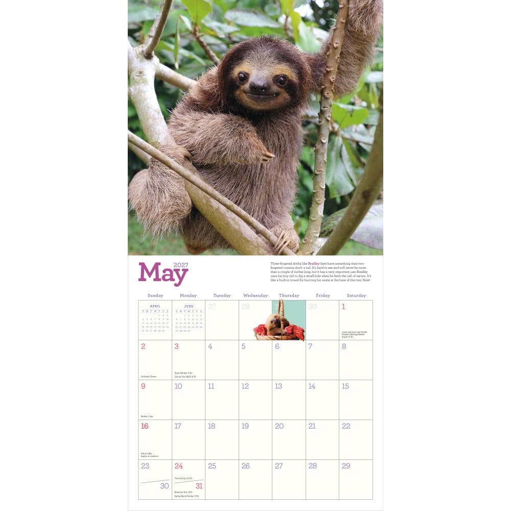 Sloths 2027 Wall Calendar Third Alternate Image
