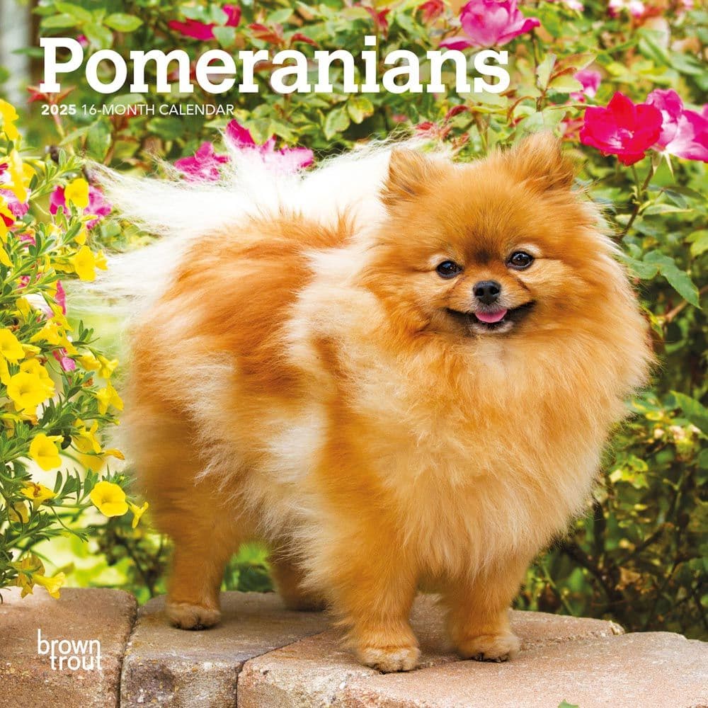 Pomeranian 2025 Mini Wall Calendar