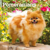 image Pomeranian 2025 Mini Wall Calendar Main Image