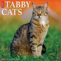 image Tabby Cats 2026 Wall Calendar Main Image