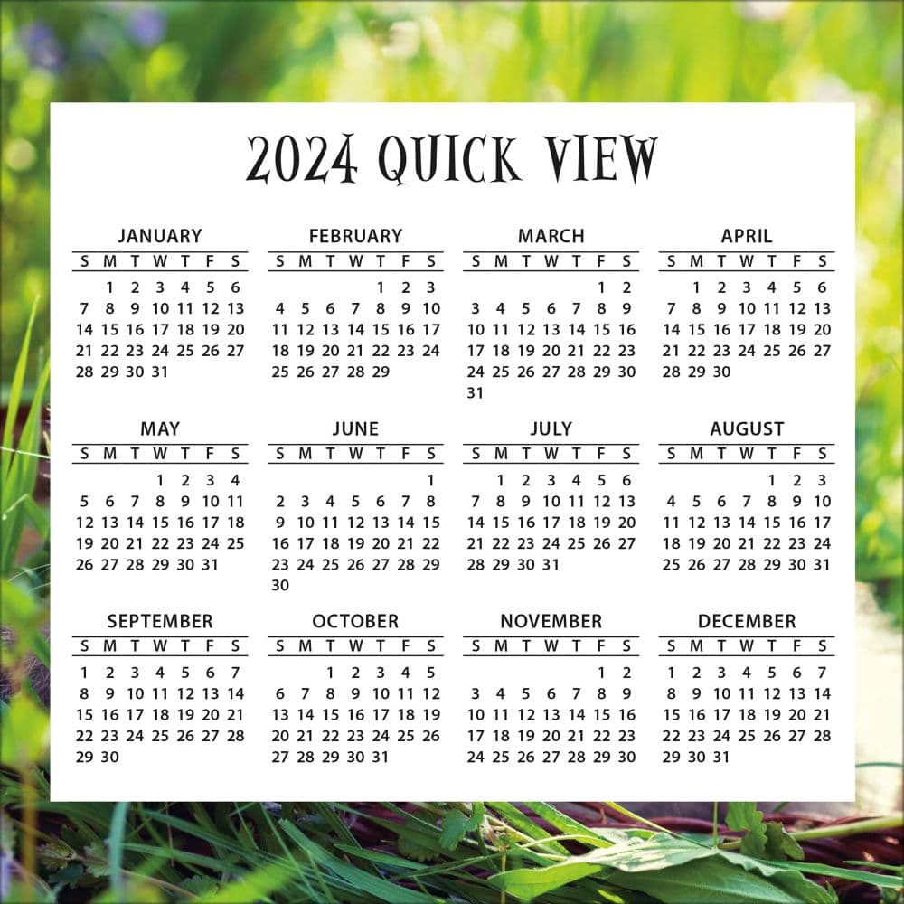 Cats And Kittens 2024 Desk Calendar