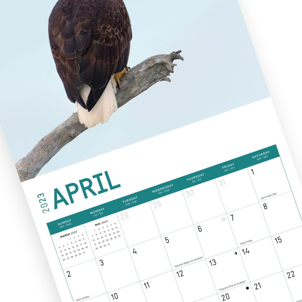 Bald-Eagles-2023-Wall-Calendar - Calendars.com