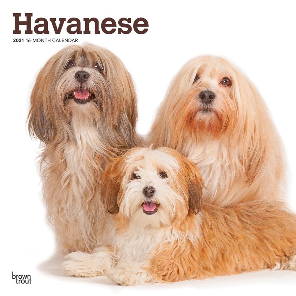 havanese seizures