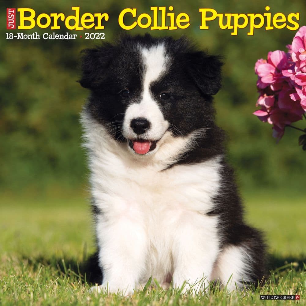 Just Border Collie Puppies  2022 Wall Calendar