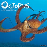 image Octopus 2026 Wall Calendar Main Image