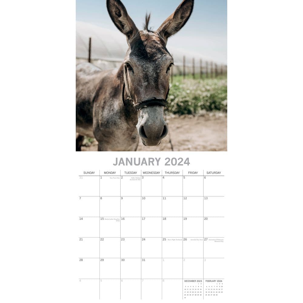 Donkeys 2024 Wall Calendar