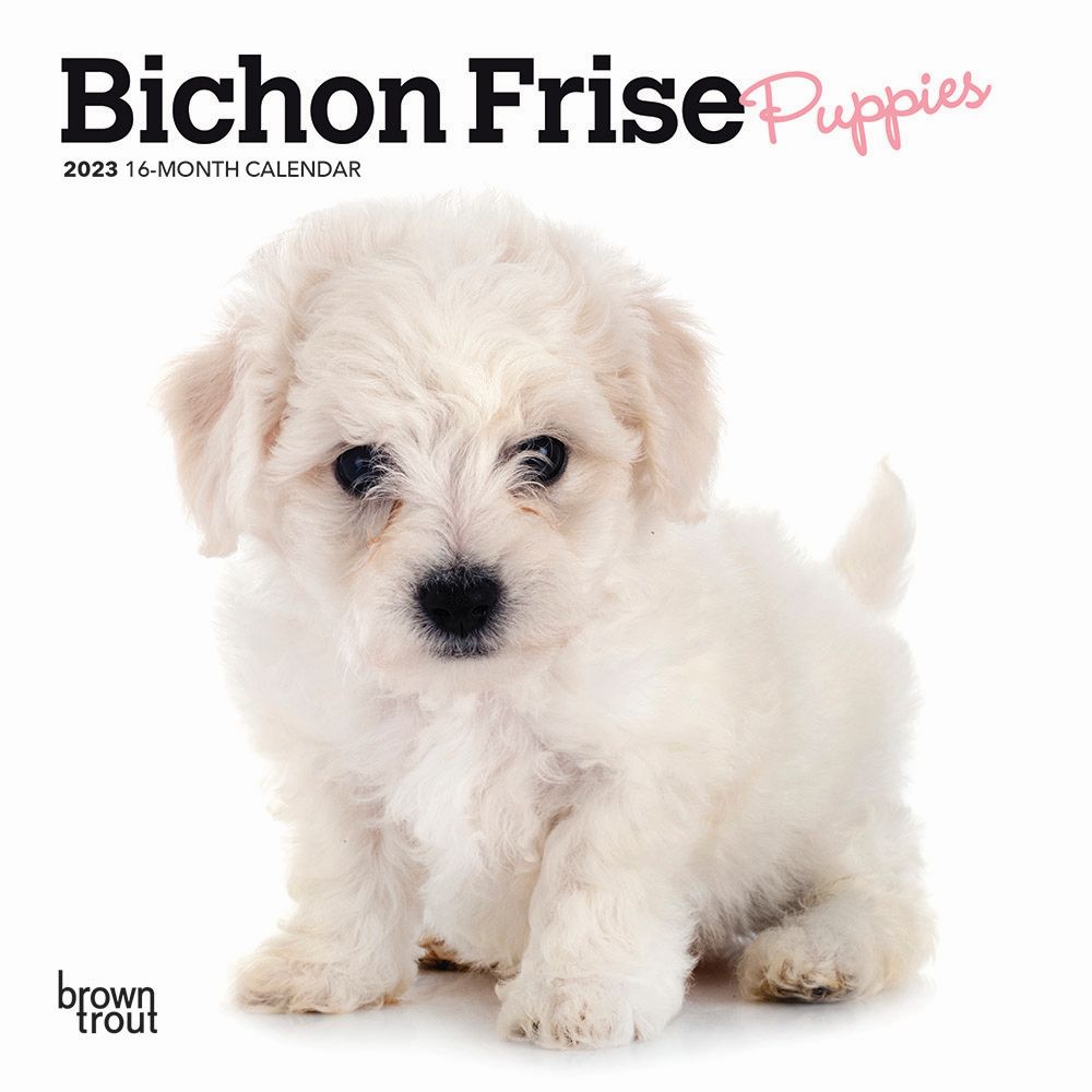 BrownTrout Bichon Frise Puppies 2023 Mini Wall Calendar 7x7
