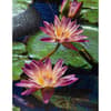 image Water Lilies 500 Piece Puzzle