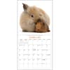 image Bunnies and Friends 2025 Wall Calendar Second Alternate Image width="1000" height="1000"