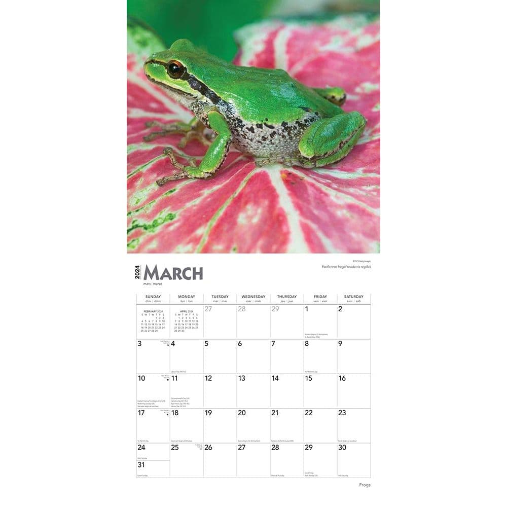 Frogs 2024 Wall Calendar Second Alternate Image width=&quot;1000&quot; height=&quot;1000&quot;
