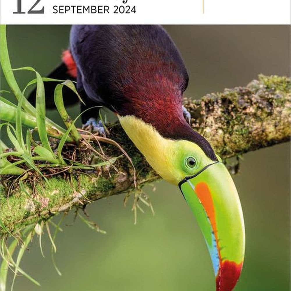 Audubon Birds Gallery 2024 Desk Calendar Calendars Com   0360cf06 27ba 4aa9 B54a A2a0f80faacf