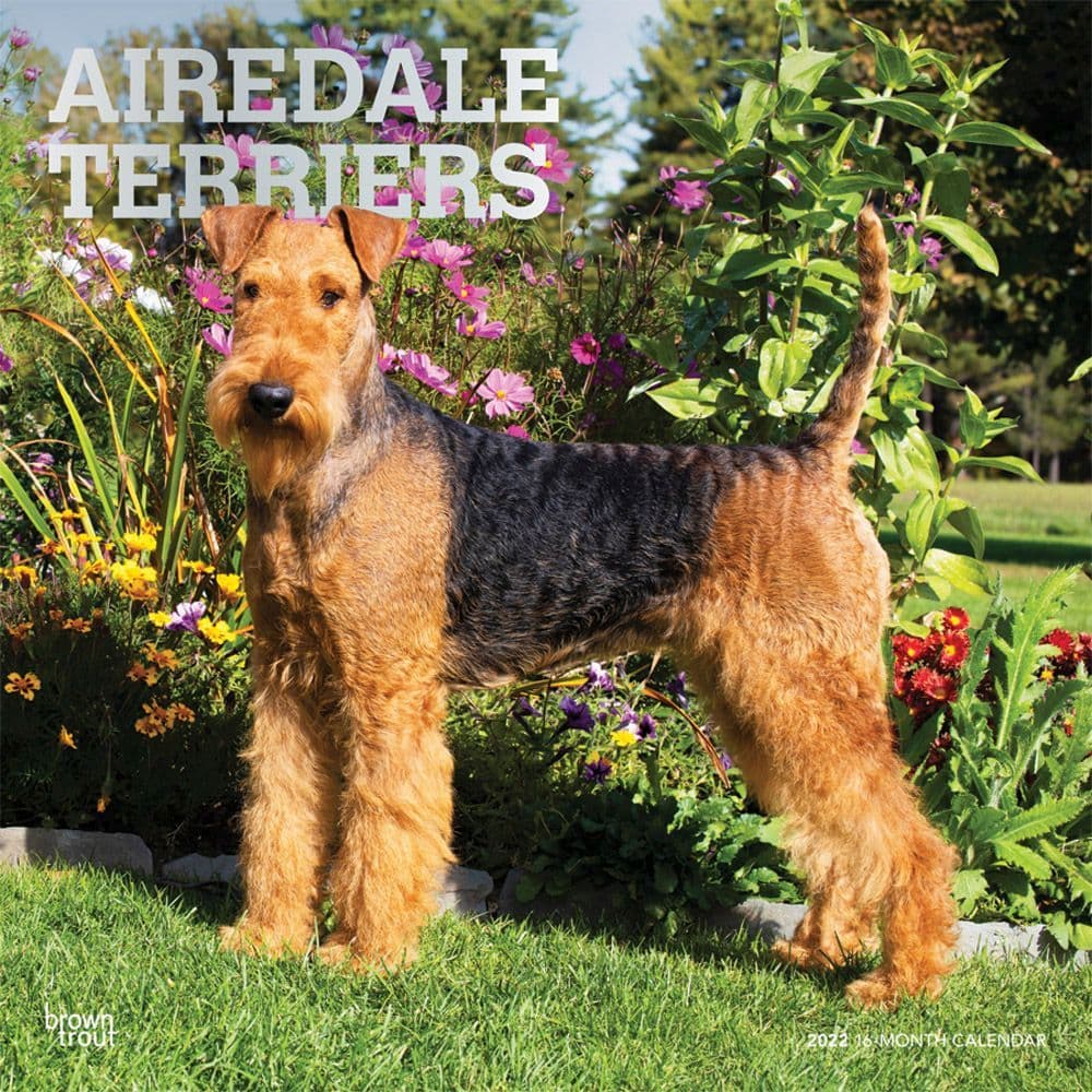 Airedale Terriers 2022 Wall Calendar