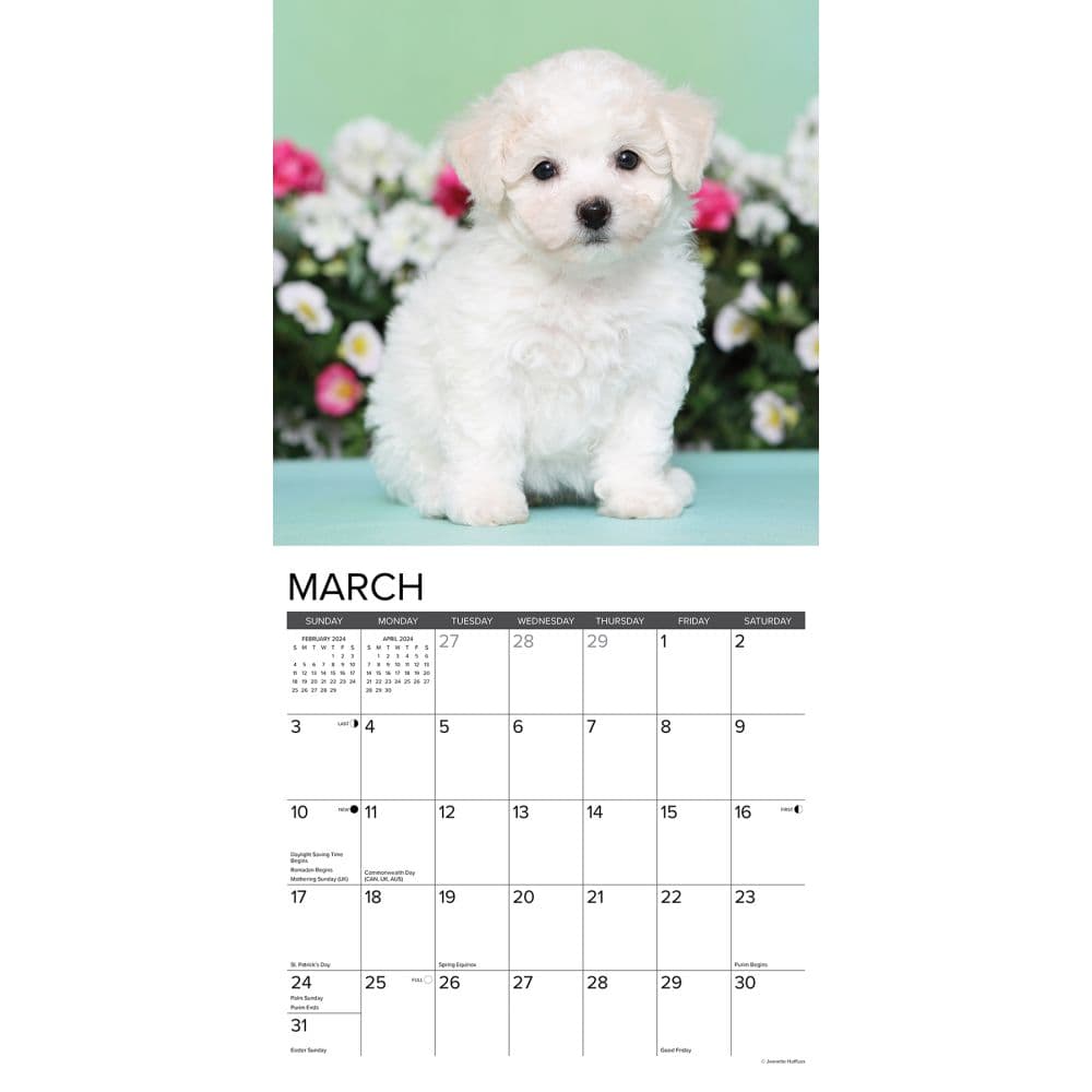 Just Bichon Frise Puppies 2024 Wall Calendar