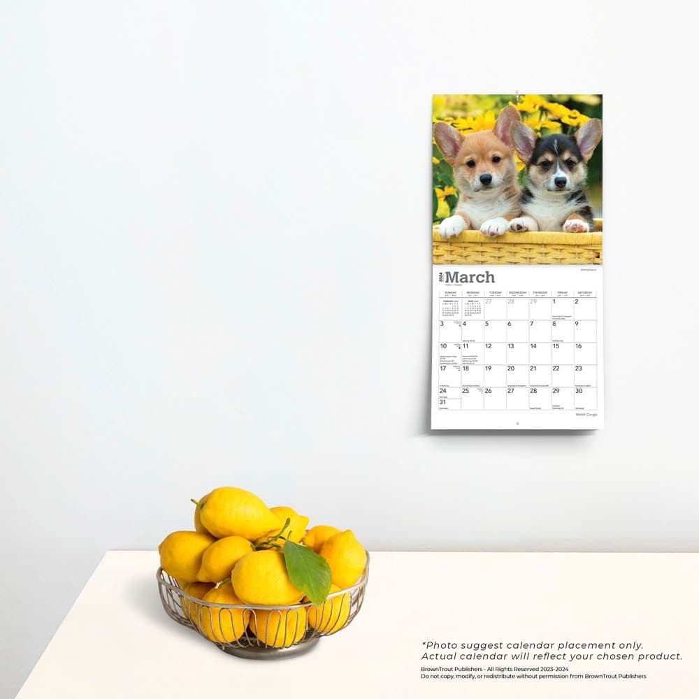 Welsh Corgi 2024 Mini Wall Calendar