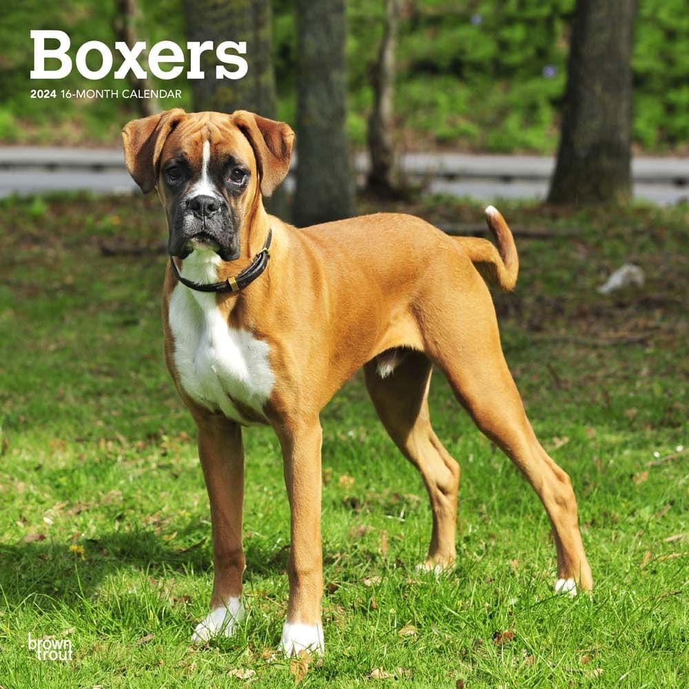 Boxers International Wall 2024 Desk Calendar