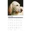 image English Setters 2025 Wall Calendar Second Alternate Image width=&quot;1000&quot; height=&quot;1000&quot;