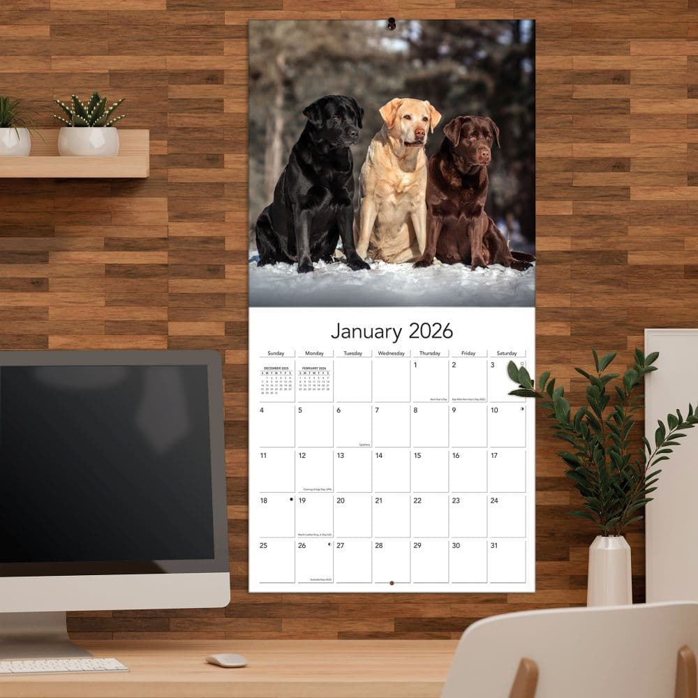 Labrador Retreivers Photo 2026 Wall Calendar_ALT4