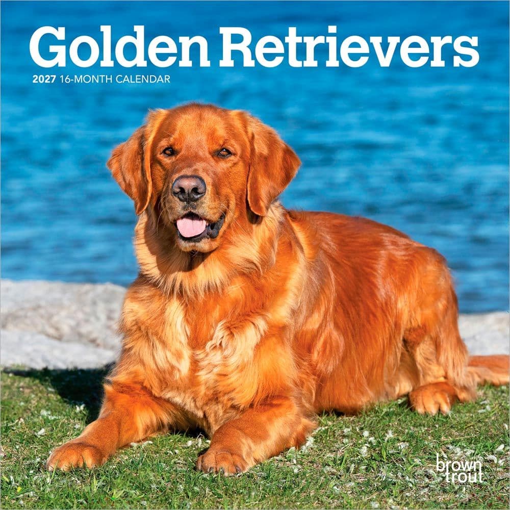 Golden Retrievers 2027 Mini Wall Calendar