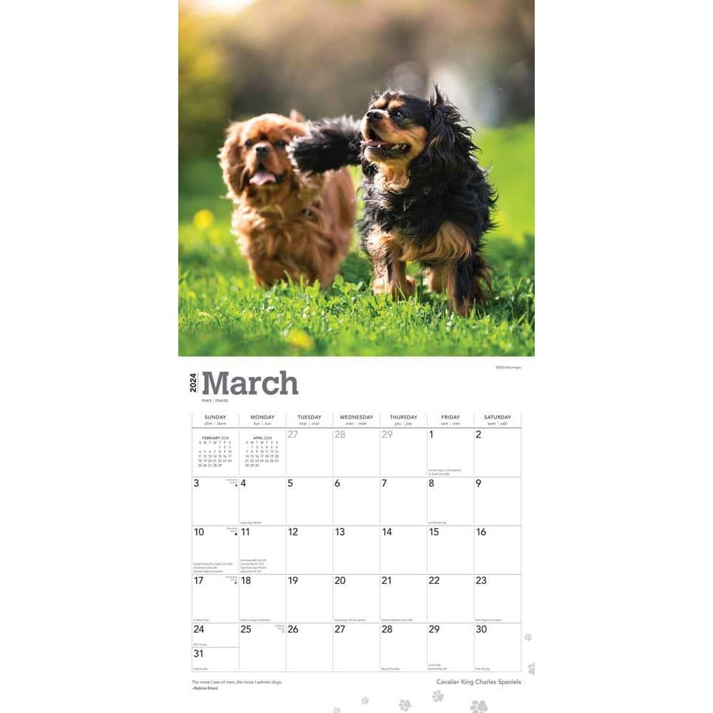 Cavalier King Charles 2024 Wall Calendar