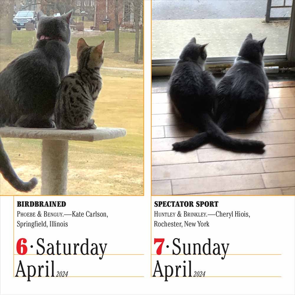 365 Cats 2025 PageADay Desk Calendar