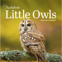image Audubon Little Owls 2026 Mini Wall Calendar Main Image