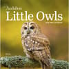 image Audubon Little Owls 2026 Mini Wall Calendar Main Image