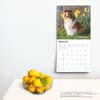 image Shetland Sheepdogs 2025 Wall Calendar Fourth Alternate Image width=&quot;1000&quot; height=&quot;1000&quot;