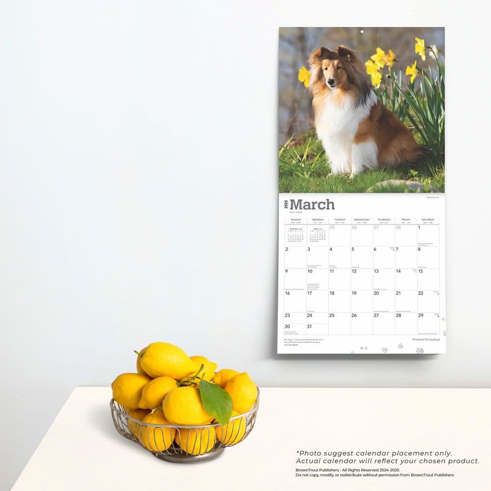 Shetland Sheepdogs 2025 Wall Calendar Fourth Alternate Image width=&quot;1000&quot; height=&quot;1000&quot;