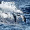 image Dolphins 2024 Wall Calendar Main Product Image width=&quot;1000&quot; height=&quot;1000&quot;
