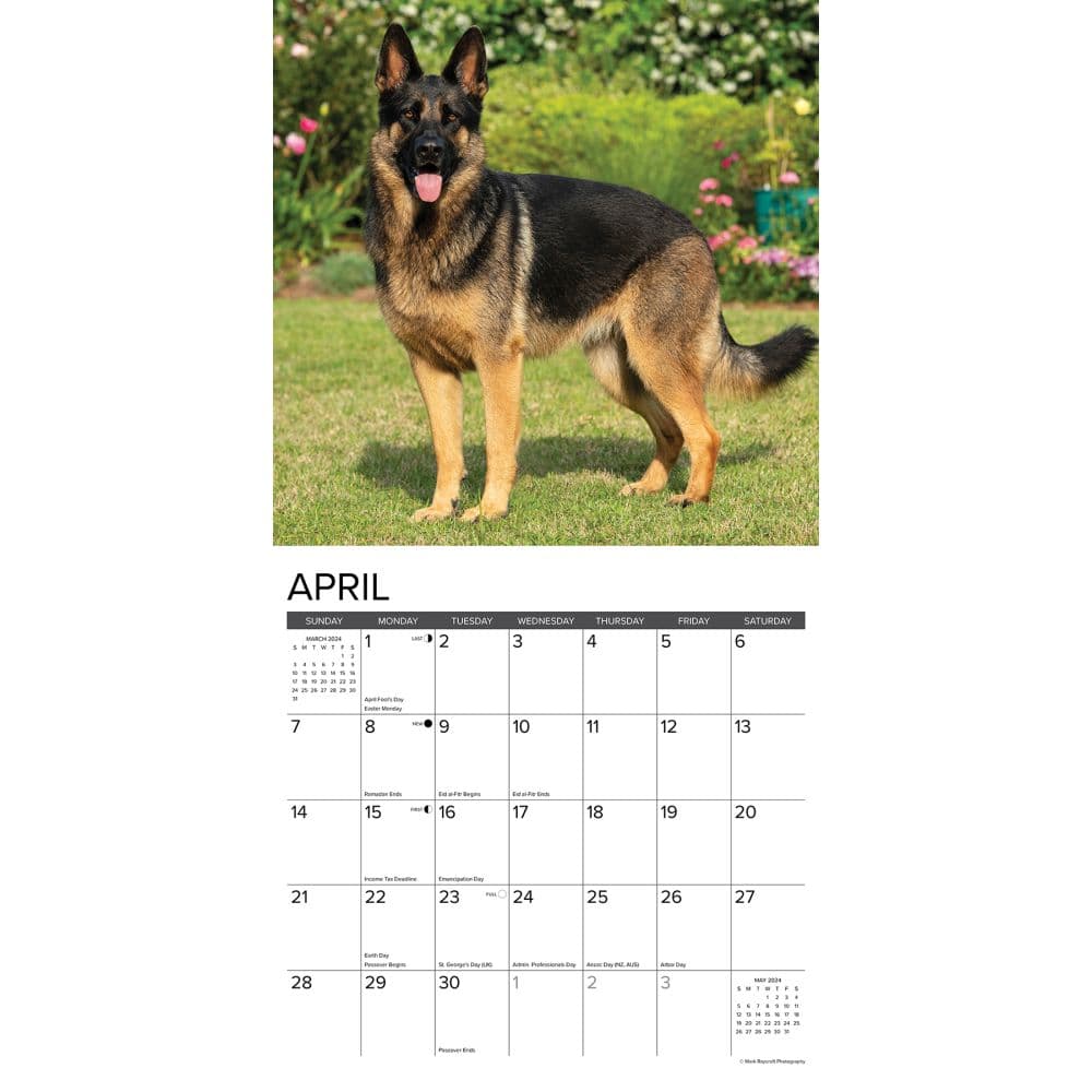 Just German Shepherds 2024 Wall Calendar Alternate Image 2