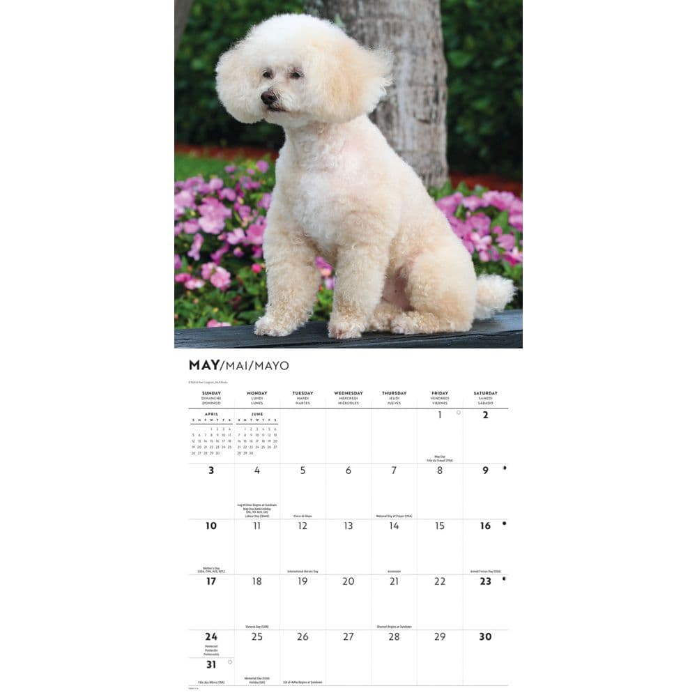Poodles 2026 Wall Calendar Third Alternate Image
