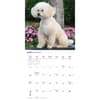 image Poodles 2026 Wall Calendar Third Alternate Image