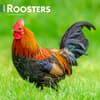 image Roosters  2024 Wall Calendar
