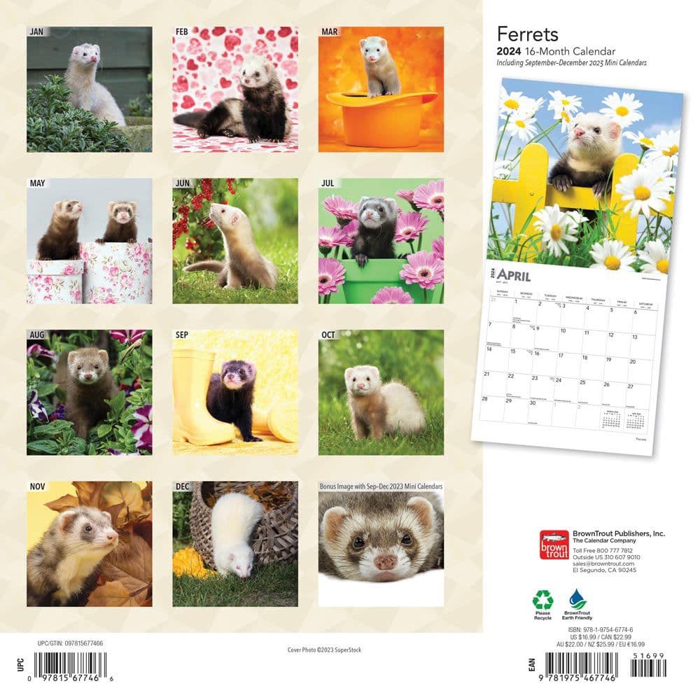 Ferrets 2024 Wall Calendar - Calendars.com