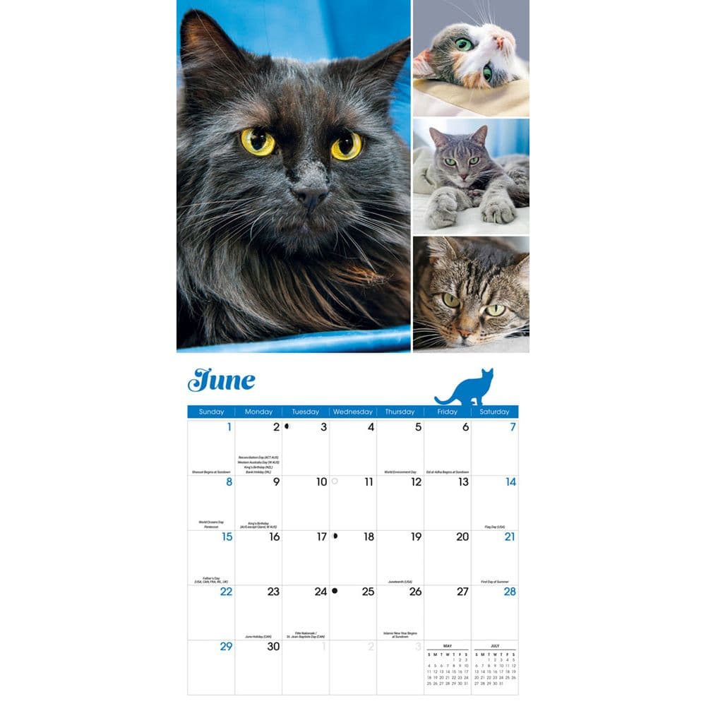 Cat Lovers 2025 Wall Calendar Third Alternate Image width=&quot;1000&quot; height=&quot;1000&quot;