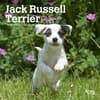 image Jack Russell Terrier Puppies 2025 Mini Wall Calendar Main Product Image width=&quot;1000&quot; height=&quot;1000&quot;