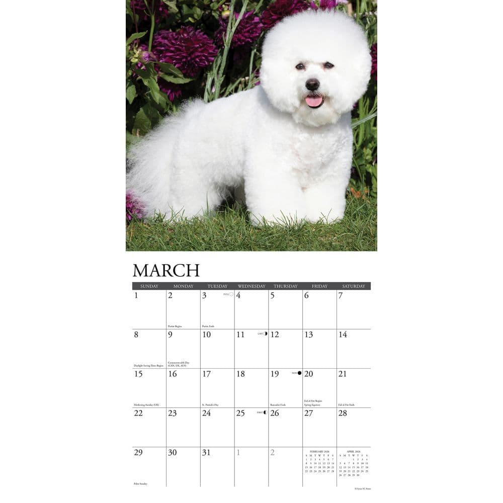 Just Bichons Frises 2026 Wall Calendar Second Alternate image