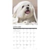 image Just Maltese 2025 Wall Calendar Second Alternate Image width=&quot;1000&quot; height=&quot;1000&quot;