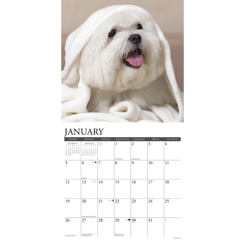 Just Maltese 2025 Wall Calendar Second Alternate Image width=&quot;1000&quot; height=&quot;1000&quot;